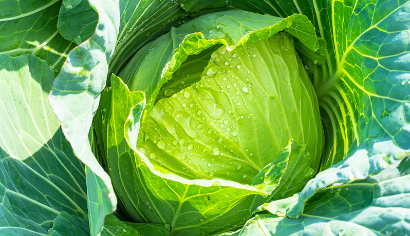 サンフーズのカット野菜